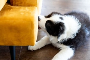 puppy chewing on couch fabric