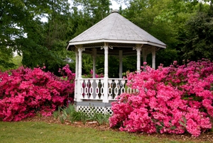 A white gazebo is surrounded by bushes blooming with pink flowers.