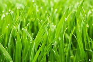 A close up on grass.