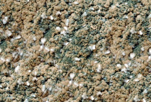 A mold and mildew riddled carpet.