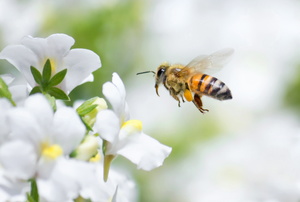 A bee hovering over a bunch of white flowers.