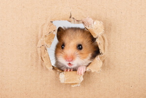Hamster face poking through a hole in the wall
