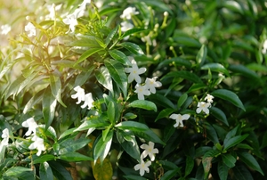 A jasmine plant with small white flowers.