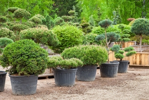 A collection of boxwood plants.