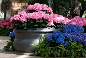 home garden with hydrangeas