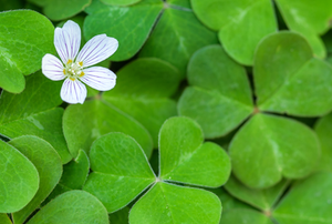A clover plant.