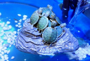 turtles on a rock in a pond with a UV light