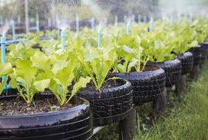 A row of tires with green leafy plants in them. 