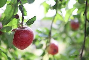 Red Apple on Tree