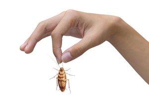 cockroach