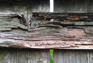 a rotting wooden fence