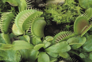 A cluster of Venus flytraps reaches up waiting for a meal.