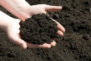 holding a bit of topsoil