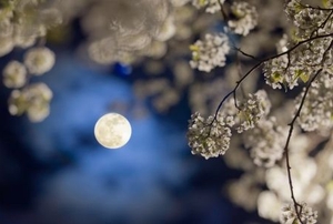 Little white flowers bloom in the light of a full moon.