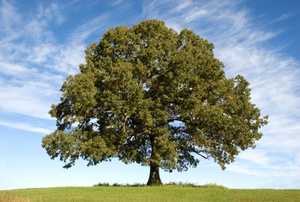 An oak tree.