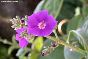 A Princess flower.