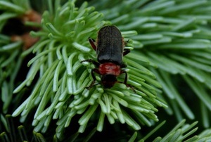 bug on fir tree branch