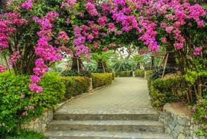 A bougainvillea plant in a walkway.