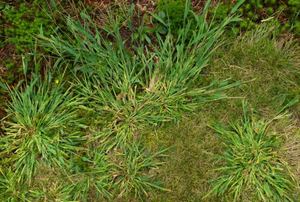 Patches of crabgrass on a lawn.