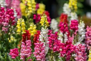 Bed of snapdragons