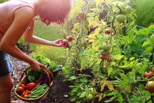 A woman harvesting vegetables from garden in the setting sun.