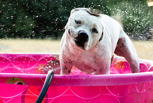 Dog in a pink wading pool