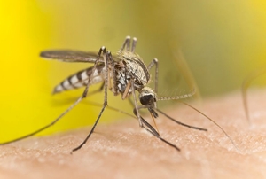 Mosquito.