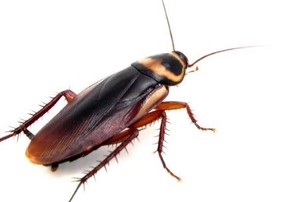 American Roach close up on a white background
