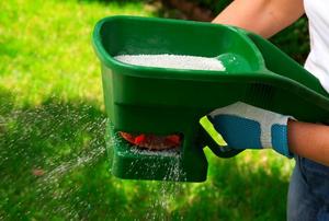 Fertilizing with a hand broadcaster.