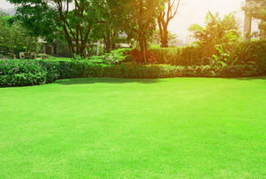 healthy green lawn in sunlight