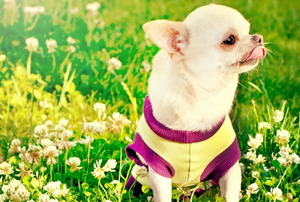 A Chihuahua on a clover lawn.