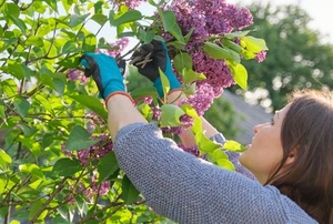 woman trimming lilac bush blossoms