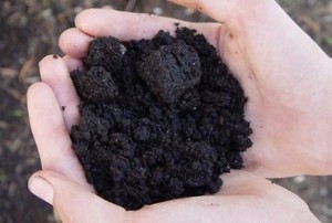 garden soil in hands