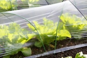 garden fabric covering a row of lettuce plants