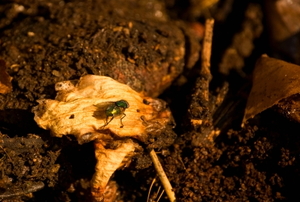 A fly sitting on a decomposing rind in a vermicompost pile.