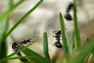 black ants crawling on grass