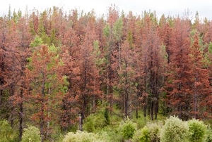 a forest of red and green trees