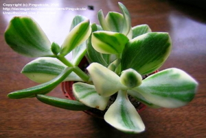 A close shot of the leaves of a variegated jade plant.