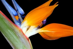 Magnificent specimen of a bird-of-paradise (Strelitzia reginae).