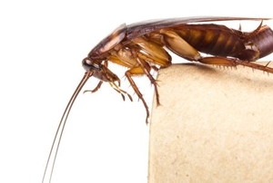 closeup of a roach