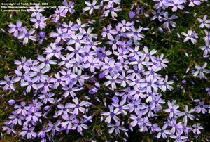 One of the most striking 'blue' creeping phlox cultivars.