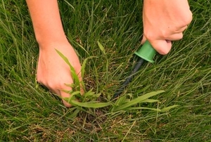 Quackgrass is manually removed from a lawn.