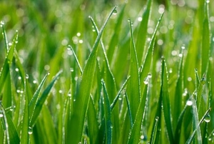 blades of grass with water on them