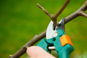 Winter pruning of an apple tree with secateurs.