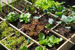 Edible garden with veggies, herbs, and fruits