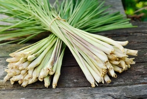 fresh lemongrass from garden