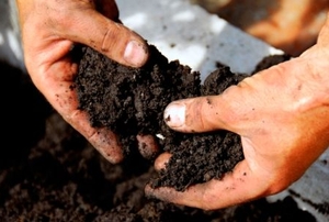 Handfuls of rich, black, organic compost.