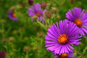 Blooming purple asters.
