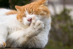 Orange and white cat licking its paw.