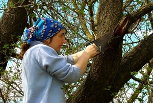 A woman cutting old branches from tree.